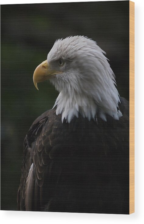 Eagle Wood Print featuring the photograph Bald Eagle by Rick Brockamp