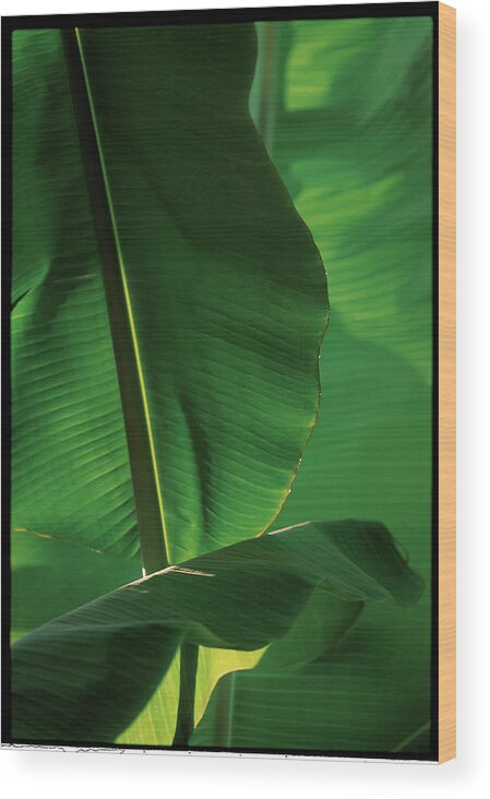 Close-up Wood Print featuring the photograph Banana Tree Leaves In Indonesia - by Veronique Durruty