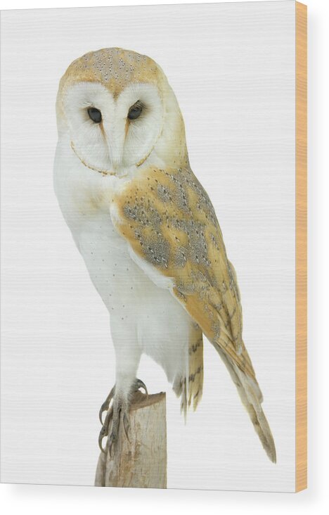 White Background Wood Print featuring the photograph Barn Owl Tyto Alba by Andrew howe