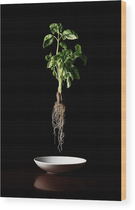  Wood Print featuring the photograph Basil by Jake Sorensen