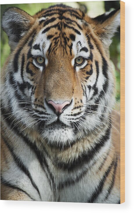 Big Cat Wood Print featuring the photograph Beautiful Tiger by Andyworks