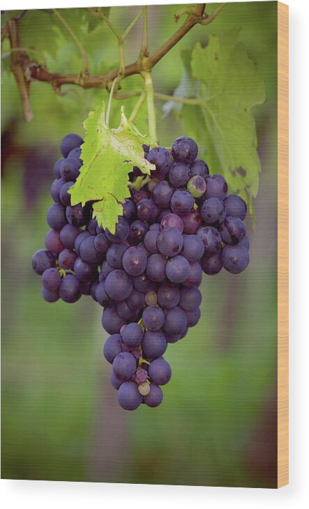 Sonoma County Wood Print featuring the photograph Blue Grape Wine by Farbenrausch