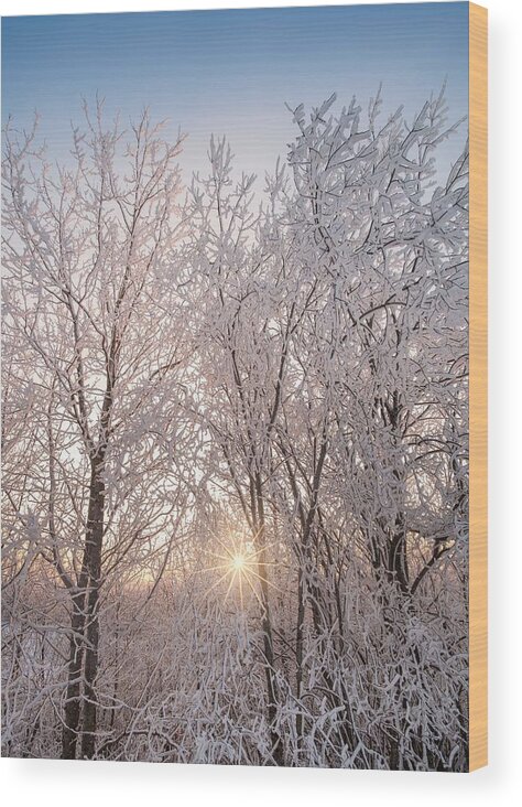 Landscape Wood Print featuring the photograph Bright Sunlight Through Snow Covored by Jani Riekkinen