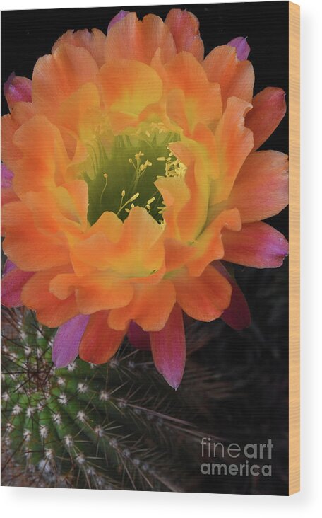 Cactus Wood Print featuring the photograph Cactus Flower by Nancy Mueller
