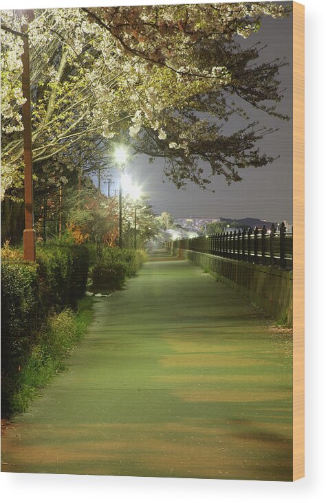 Silence Wood Print featuring the photograph Cherry Blossom Walkway At Night by Tayacho