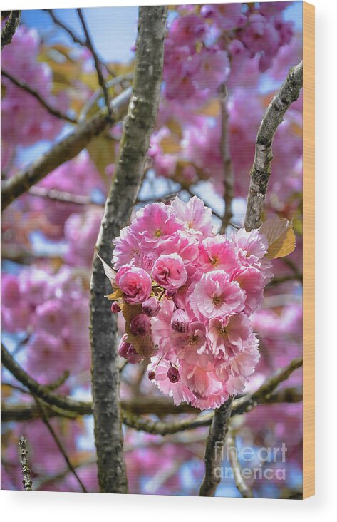Cherry Blossoms Wood Print featuring the photograph Cherry blossoms by David Meznarich