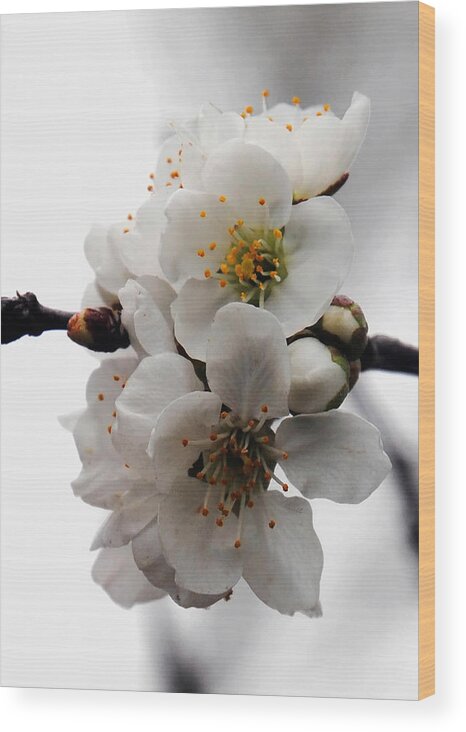Flowers Wood Print featuring the photograph Cherry Blossoms by Vallee Johnson