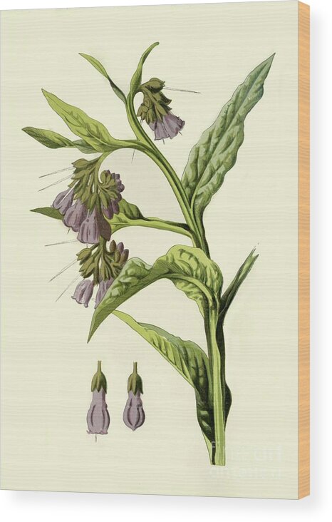 Comfrey Wood Print featuring the drawing Comfrey by Print Collector