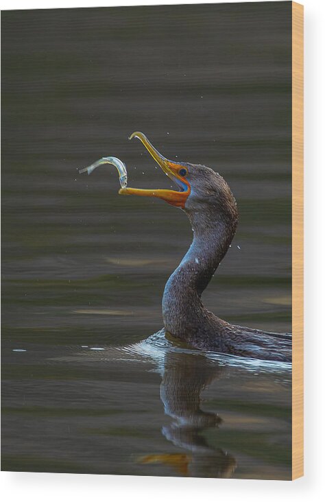 Cormorant Wood Print featuring the photograph Cormorant And Fish by Johnson Huang