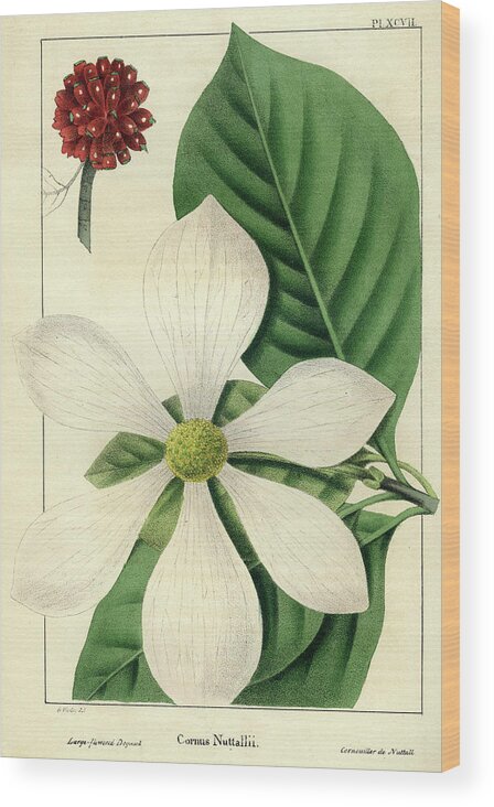 Pacific Dogwood Wood Print featuring the drawing Cornus Nuttallii by Unknown
