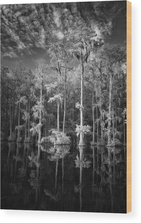 Trees Wood Print featuring the photograph Cypress Study #1 Bw by Benton Murphy