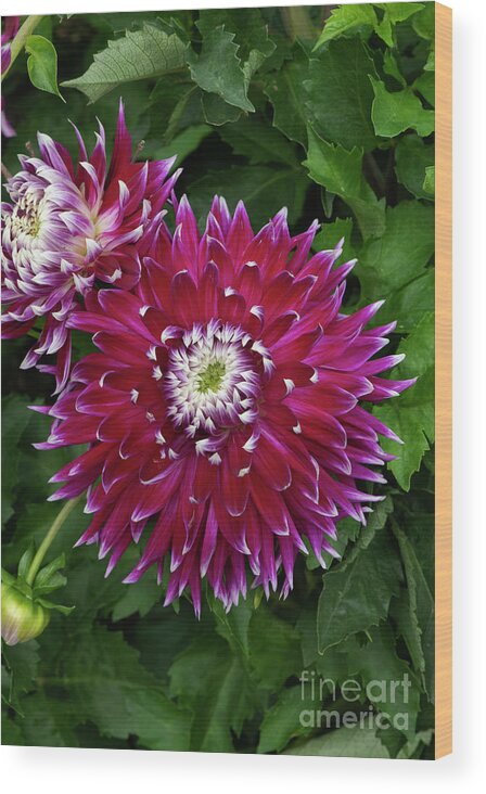 Dahlia Wood Print featuring the photograph Dahlia Vancouver Flower by Tim Gainey