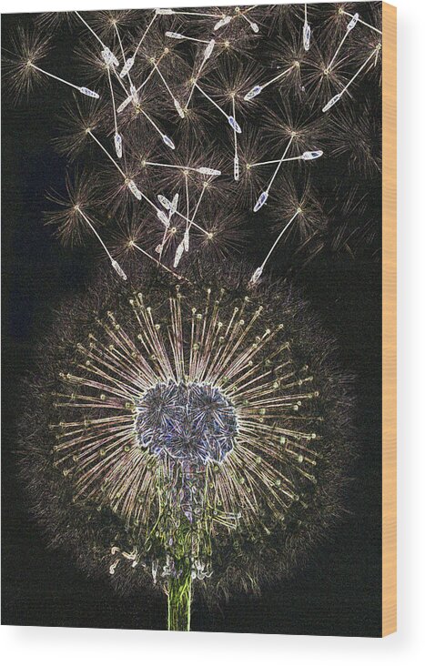 Haslemere Wood Print featuring the photograph Dandelion Clock As Artwork by Rosemary Calvert