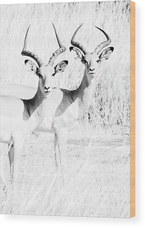 Animals Wood Print featuring the photograph Deer friends by Gaye Bentham