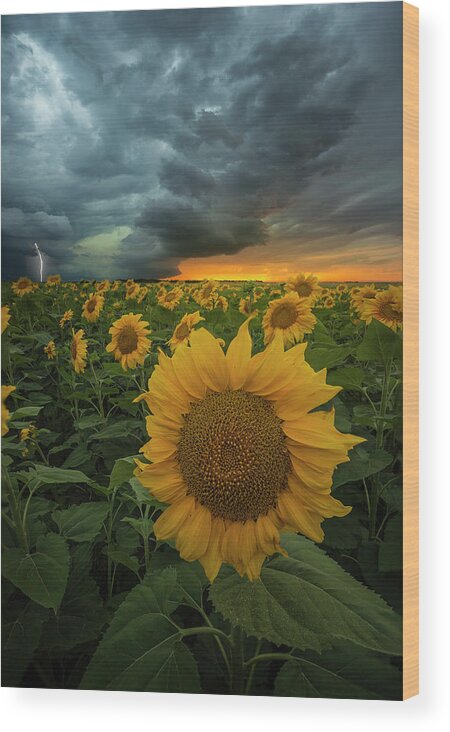 Sunflowers Wood Print featuring the photograph Eccentric by Aaron J Groen