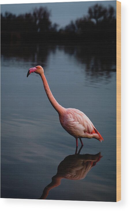 Animal Themes Wood Print featuring the photograph Flamingo In The Water by 627