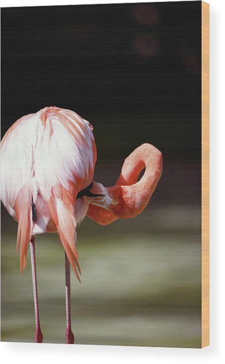 One Animal Wood Print featuring the photograph Flamingo Phoenicopteridae, Rear View by Bread And Butter