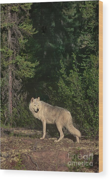 Dave Welling Wood Print featuring the photograph Gray Wolf Poses In Taiga Forest Canada by Dave Welling