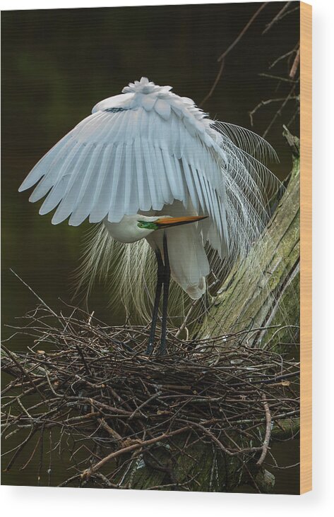 Nature Wood Print featuring the photograph Great Egret Beauty by Donald Brown
