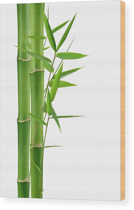Bamboo Wood Print featuring the photograph Green Bamboo by Pixhook