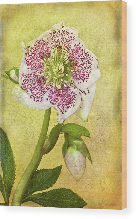 Loire Valley Wood Print featuring the photograph Hellebore Flower by © Leslie Nicole Photographic Art