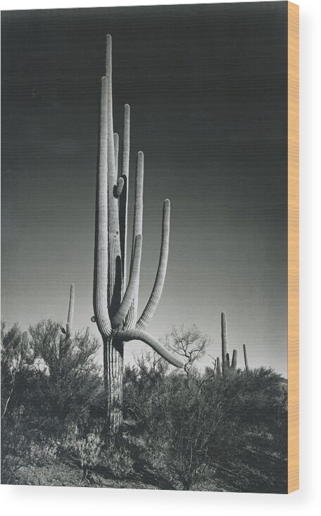 Pima County Wood Print featuring the photograph In Saguaro National Monument by Archive Photos