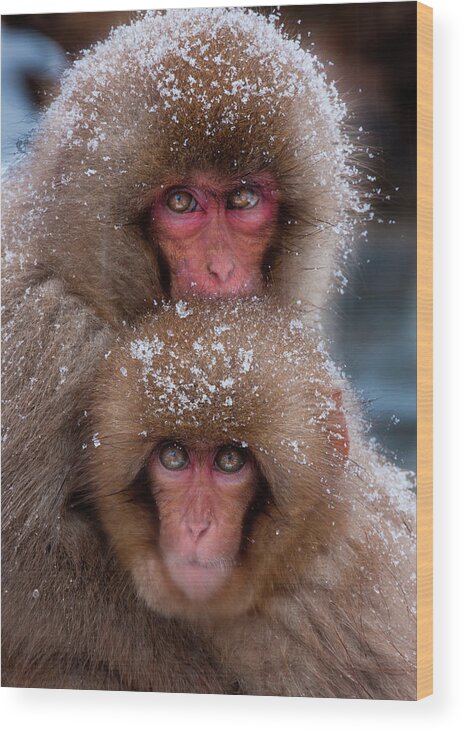 Vertebrate Wood Print featuring the photograph Japanese Macaques, Japanese Alps by Mint Images/ Art Wolfe