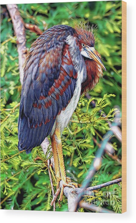 Herons Wood Print featuring the mixed media Juvenile Tricolored Heron Art by DB Hayes