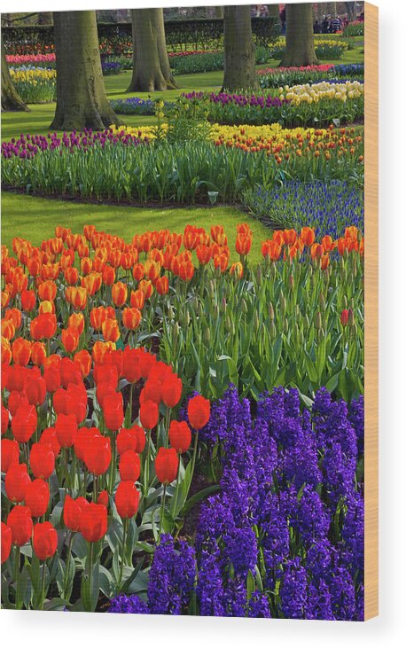 Flowerbed Wood Print featuring the photograph Keukenhof Gardens In Holland by Darrell Gulin