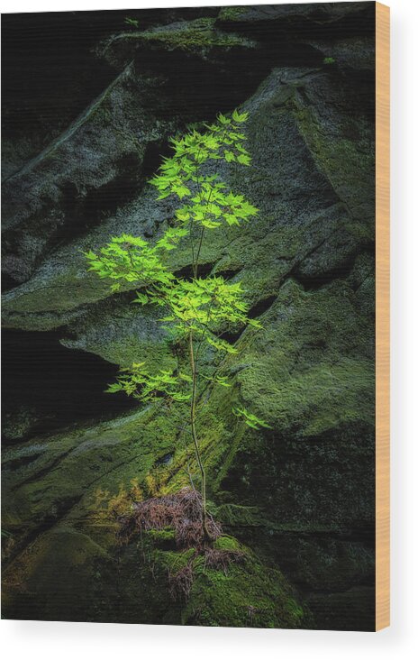 Tree Wood Print featuring the photograph Life Will Find a Way by Tom Mc Nemar