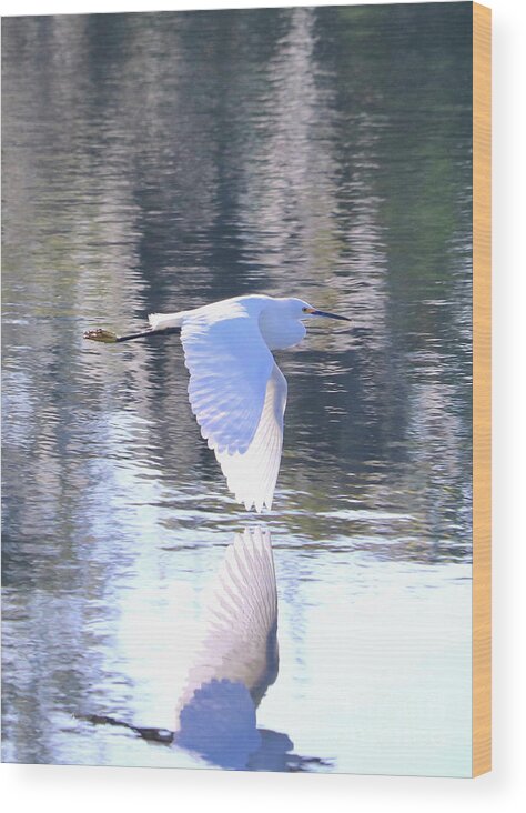 Grays Wood Print featuring the photograph Light Touch Egret by Carol Groenen