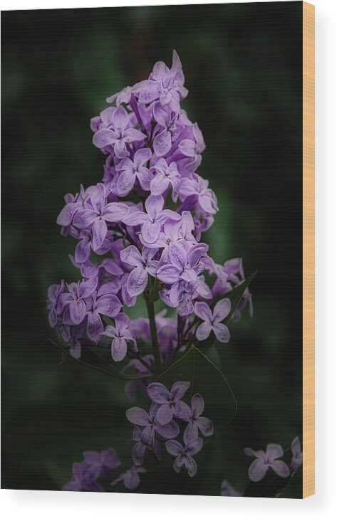Lilac Wood Print featuring the photograph Lilacs for Annie by Ernest Echols