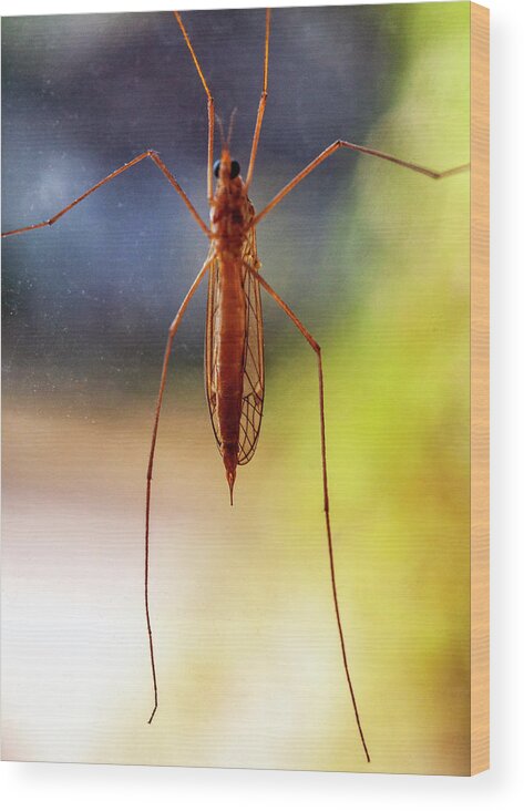 Mosquito Wood Print featuring the photograph Mosquito by Lonnie Paulson