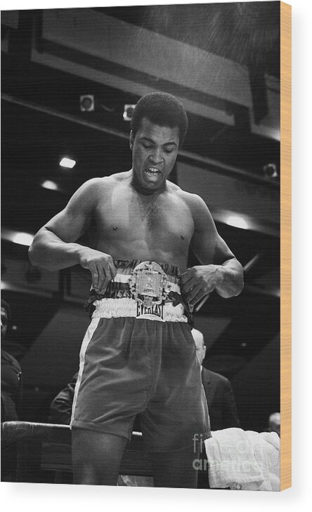 Three Quarter Length Wood Print featuring the photograph Muhammad Ali Admiring His Championship by Bettmann