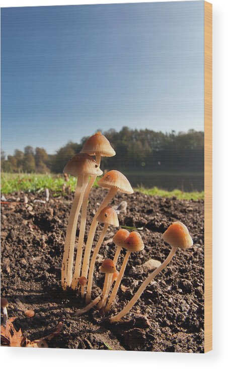 Water's Edge Wood Print featuring the photograph Mushrooms Growing Out Of The Soil by John Short / Design Pics