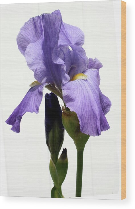 Orchid Wood Print featuring the mixed media Orchid by Karen Williams