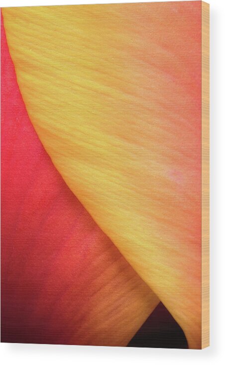 Tulip Wood Print featuring the photograph Pastel Curve by Michael Hubley