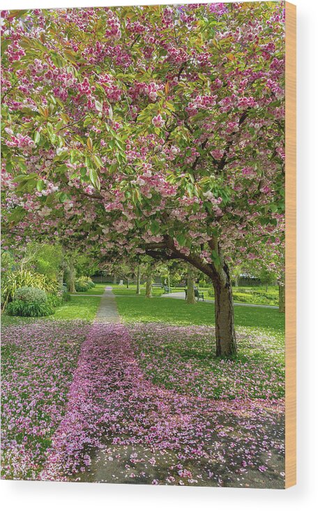 Bright Wood Print featuring the photograph Pink Petals on the Path by Roslyn Wilkins