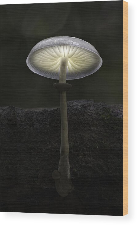 Fungi Wood Print featuring the photograph Porcelain Fungus by Kutub Uddin