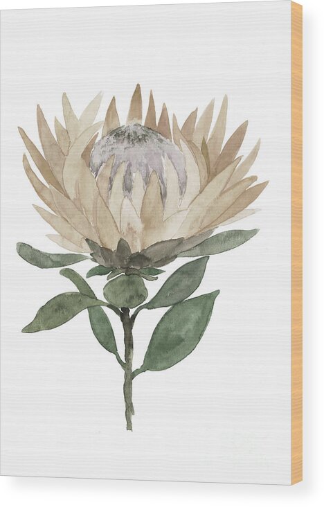 Paul Coghlin — Leucospermum cordifolium (Protea) I. A limited edition  floral art print.