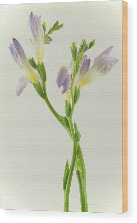 Yellow Wood Print featuring the photograph Purple and yellow crocus by Cordia Murphy