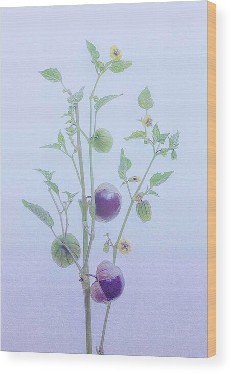 Purple Wood Print featuring the photograph Purple Lantern Berry by Fangping Zhou