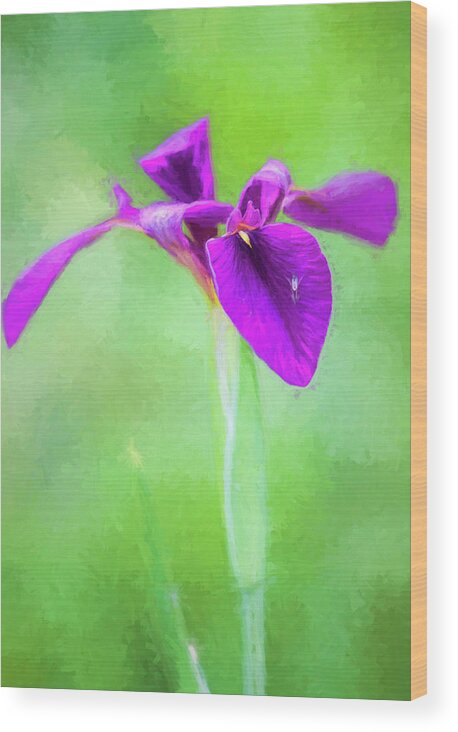 Iris Wood Print featuring the photograph Purple on Green Louisiana Iris by Kathy Clark