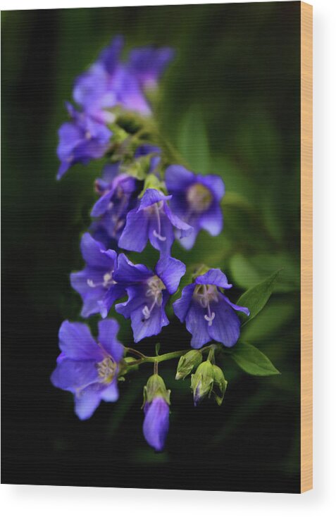 Flowers Wood Print featuring the photograph Purple Rain by Jessica Jenney