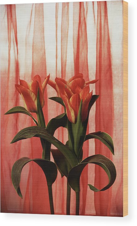 In Front Of Wood Print featuring the photograph Red Tulips In Front Of Sheer Curtain by Jupiterimages