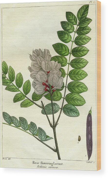 Rose Flowering Locust Wood Print featuring the mixed media Rose Flowering Locust by Unknown