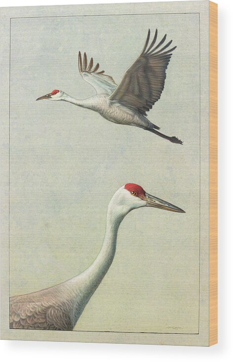 Crane Wood Print featuring the painting Sandhill Cranes by James W Johnson