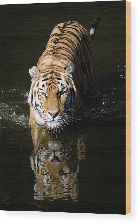 Big Cat Wood Print featuring the photograph Siberian Tiger by Ayimages