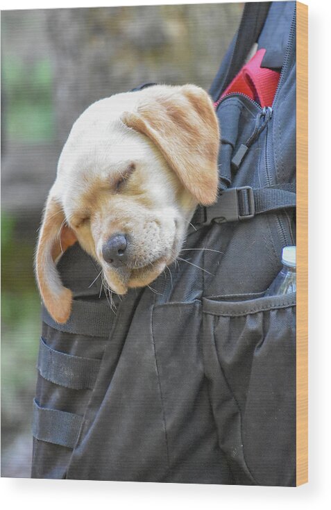 Puppy Wood Print featuring the photograph Sleepy Hiker Puppy by Michelle Wittensoldner