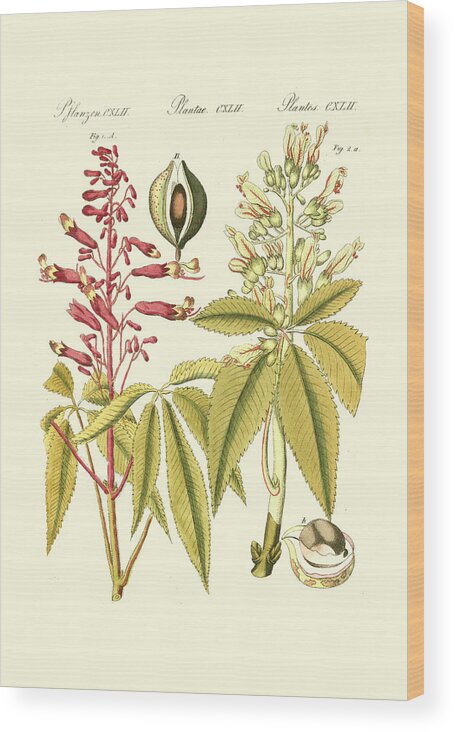 Botanical & Floral Wood Print featuring the painting Small Bertuch Yellow Buckeye (p) by Bertuch